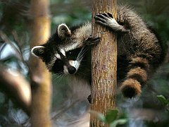 Tree Hugger, Raccoon